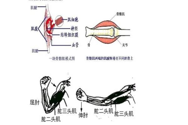 运动系统有那两部分构成