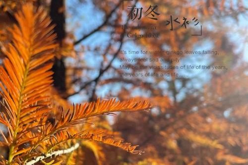 昆明甸尾村水杉“上线” 打卡彩云之南的冬日色彩