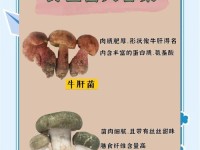云南野生菌攻略