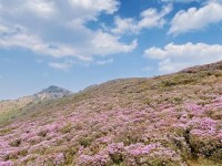 马鹿塘的杜鹃花海