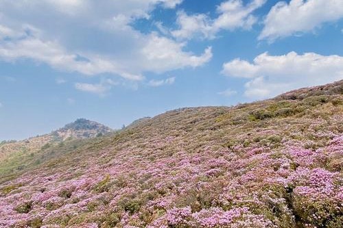 马鹿塘的杜鹃花海