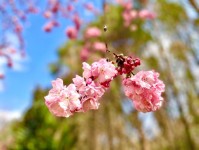 冬日有花赏 昆明樱花盛开仿佛打开“春天模式”