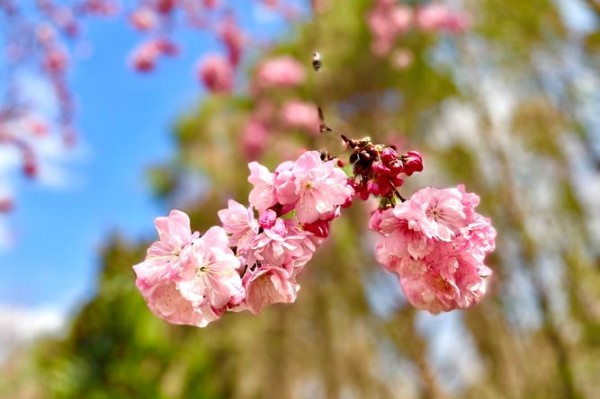 冬日有花赏 昆明樱花盛开仿佛打开“春天模式”