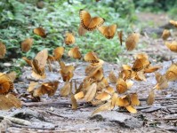 国际生物多样性日 邀您云赏中国·红河蝴蝶谷