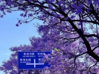 把“流量”变“留量” 昆明“蓝花楹大道”走红