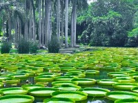 西双版纳热带植物园马拉松比赛即将开赛
