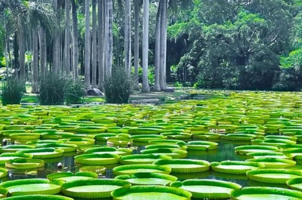 西双版纳热带植物园马拉松比赛即将开赛