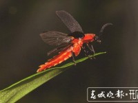 云南发现萤火虫3个新种 4个中国新纪录种