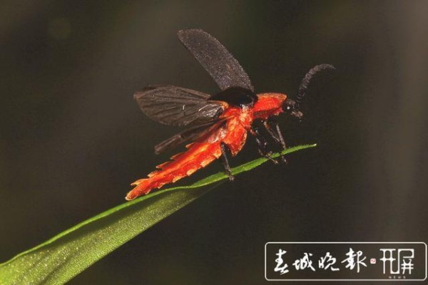 云南发现萤火虫3个新种 4个中国新纪录种