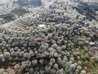 云南个旧加级寨：梨花满坡春满山