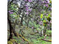 云南鹤庆：马耳山花海行
