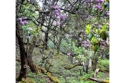 云南鹤庆：马耳山花海行
