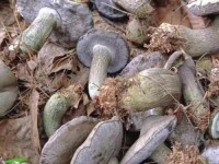 在我们云南，“张飞”“关羽”是美味的野生菌