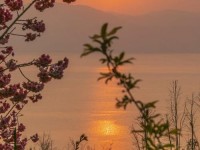 浪漫抚仙湖，50000株樱花等你来