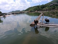 普洱 五湖湿地美如画