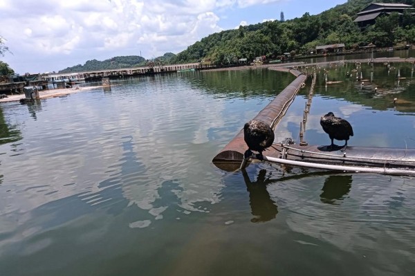 普洱 五湖湿地美如画
