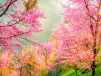 又到无量山樱花谷姹紫嫣红的时候，美的一发不可收拾！