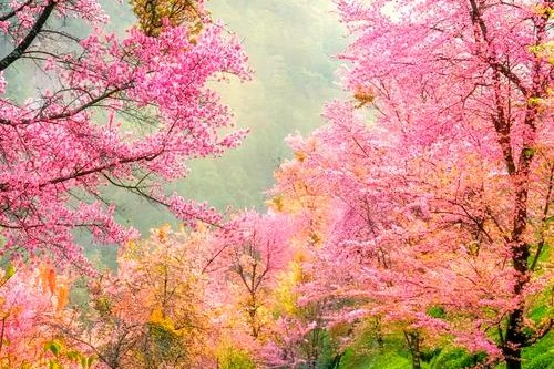 又到无量山樱花谷姹紫嫣红的时候，美的一发不可收拾！
