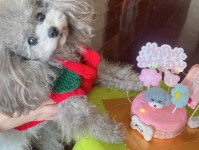 又一个格列兹曼迎来第四个孩子 此前三个孩子生日同在一天 米娅 美国