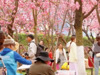 云南昆明：圆通花潮惹人醉