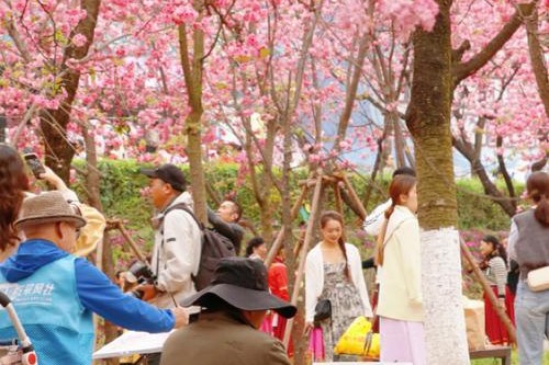 云南昆明：圆通花潮惹人醉
