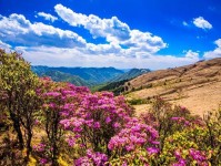 云南楚雄:走进大姚小百草岭,赏多彩梦幻的杜鹃花海