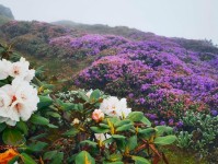 漫山杜鹃，花开几色！这里是昆明轿子山