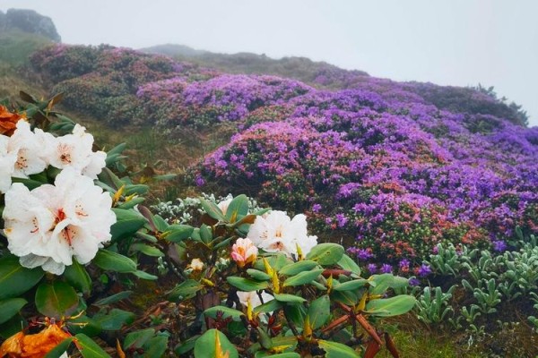 漫山杜鹃，花开几色！这里是昆明轿子山