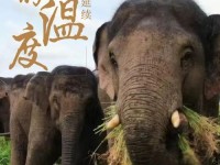 思“象”情切？心心念念的大象带我们领略大美云南无限魅力