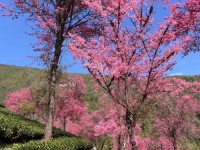 万株樱花盛开 冬日到大理无量山尽享“春光”