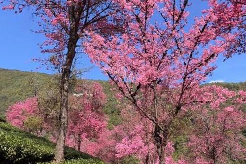 万株樱花盛开 冬日到大理无量山尽享“春光”