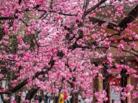 云南的花花世界：樱花绽放春意浓 热度飙升日子火