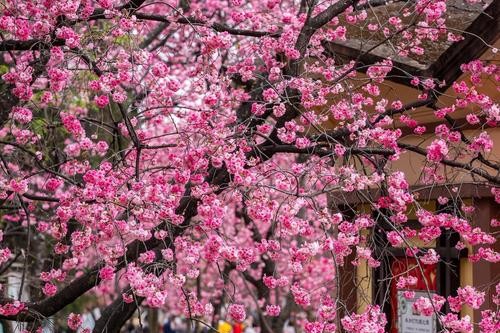 云南的花花世界：樱花绽放春意浓 热度飙升日子火