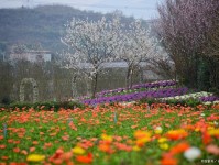 一起“云赏花”！云大垂丝海棠、安宁油菜花海…昆明春天最美的花都在这了