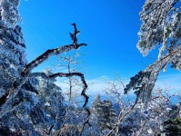 云南轿子雪山现绝美雾凇！