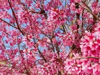 云南南涧：无量山冬樱花相继盛放 绘出冬日粉色浪漫