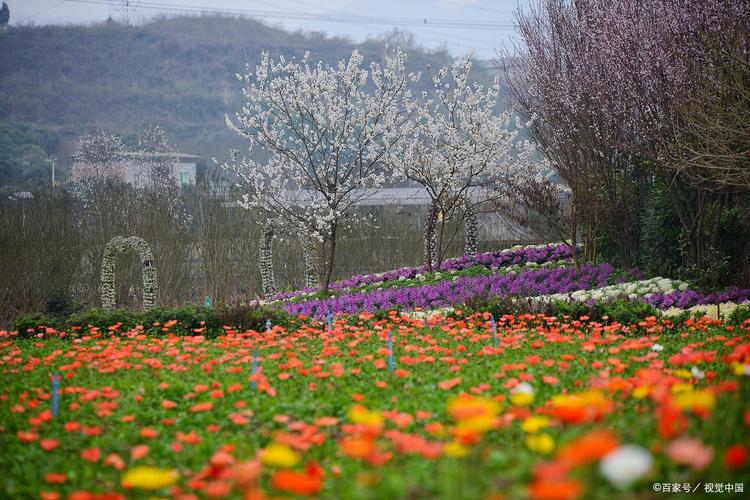 一起“云赏花”！云大垂丝海棠、安宁油菜花海…昆明春天最美的花都在这了
