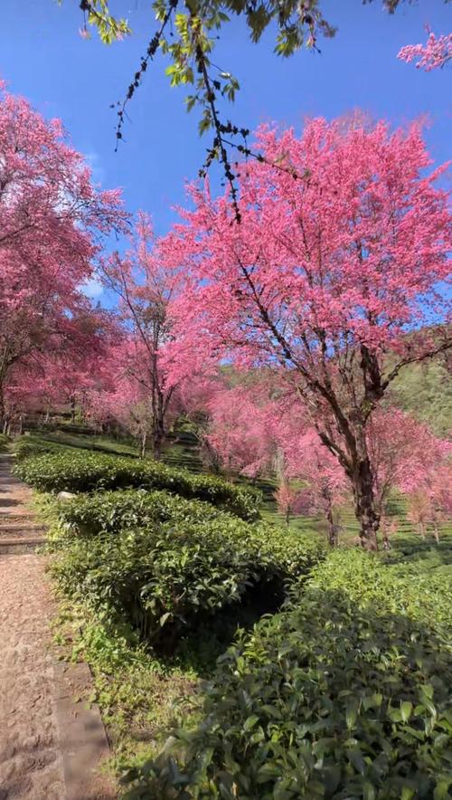万株樱花盛开 冬日到大理无量山尽享“春光”