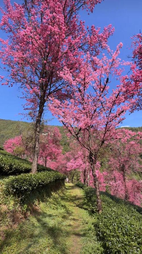 万株樱花盛开 冬日到大理无量山尽享“春光”