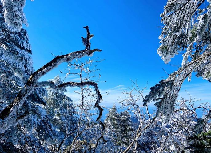 云南轿子雪山现绝美雾凇！