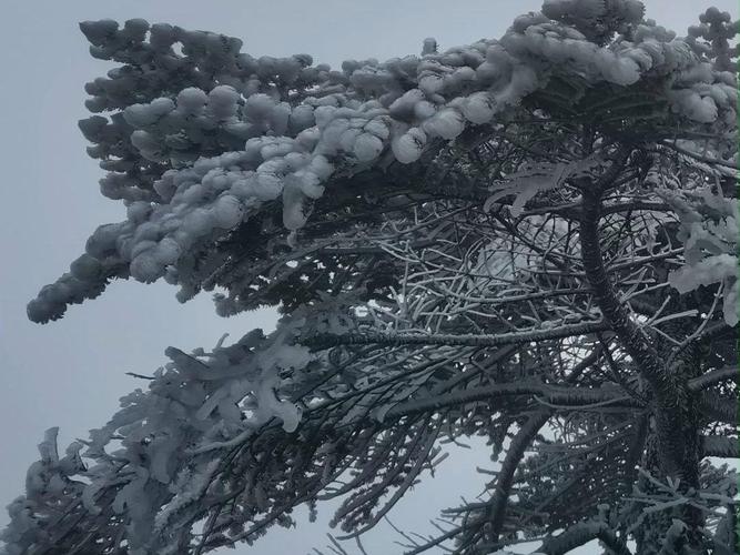 云南轿子雪山现绝美雾凇！