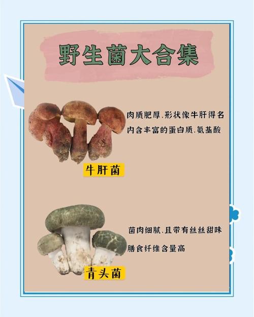 云南野生菌攻略