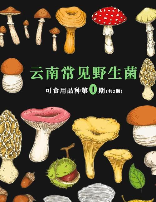 云南野生菌攻略
