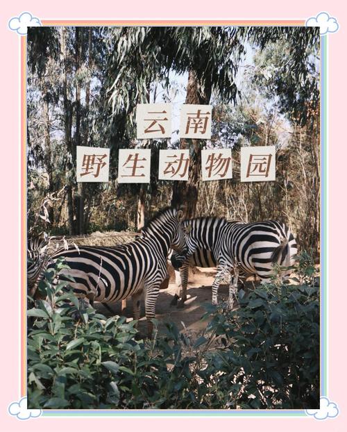 前方高萌预警！云南野生动物园新生动物见面啦