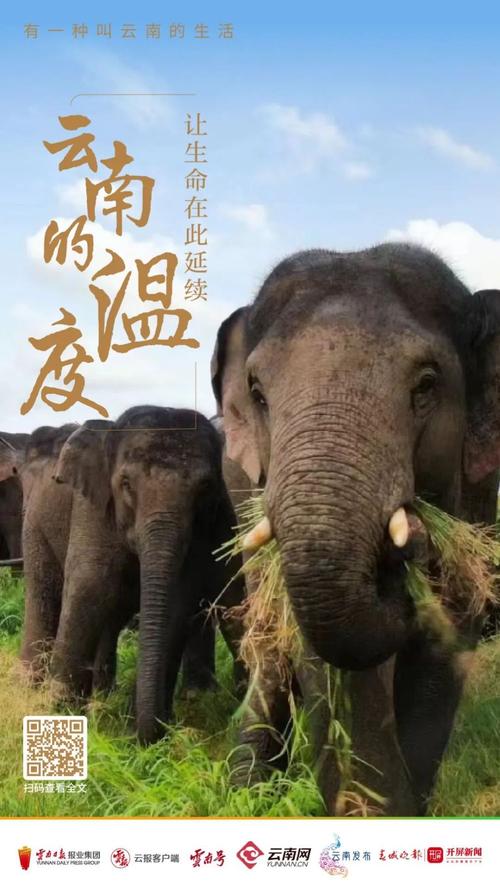 思“象”情切？心心念念的大象带我们领略大美云南无限魅力