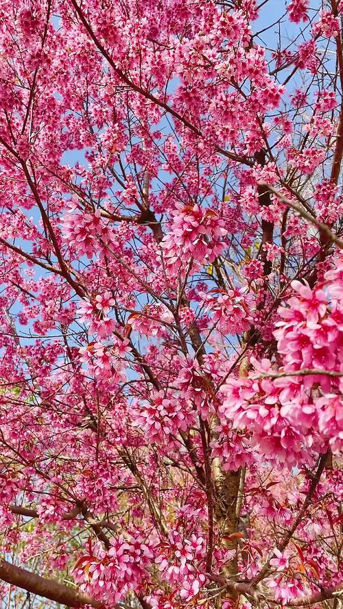 云南南涧：无量山冬樱花相继盛放 绘出冬日粉色浪漫