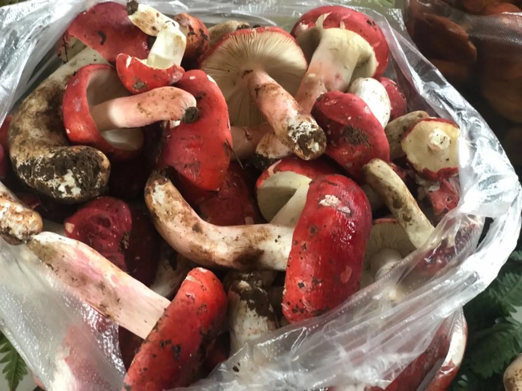 普洱红菌，迷之美味