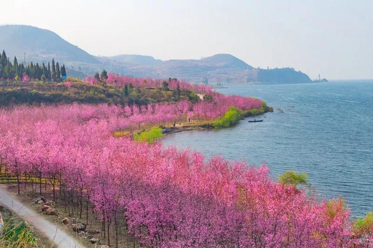 浪漫抚仙湖，50000株樱花等你来