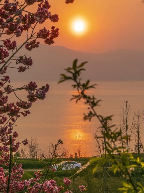 浪漫抚仙湖，50000株樱花等你来