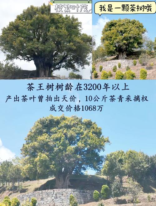 走进神秘哀牢山 朝圣世界茶树王